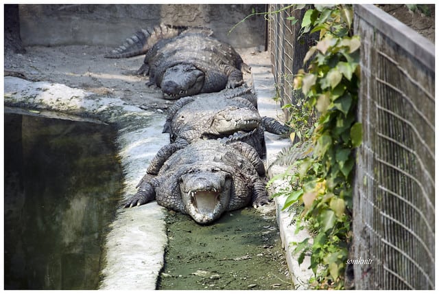 Crocodile breeding centre in Phuentsholing
