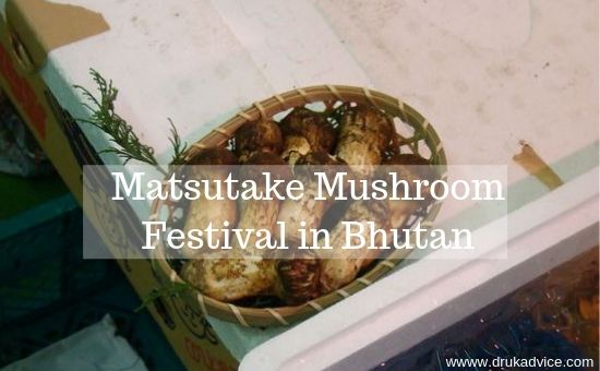Matsutake Mushroom Festival in Bhutan