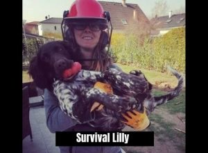 Survival lilly removing tree stump in her garden with her dog Amy