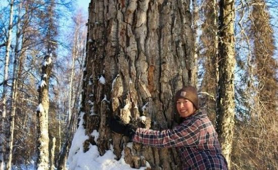 Arielle from channel simple living alaska enjoys hugging large Cottonwood trees in her spare time .